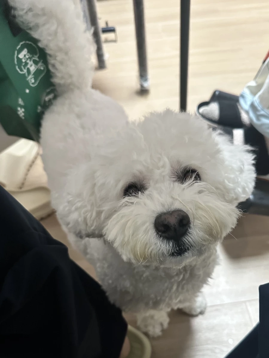 活體犬隻（比熊犬）