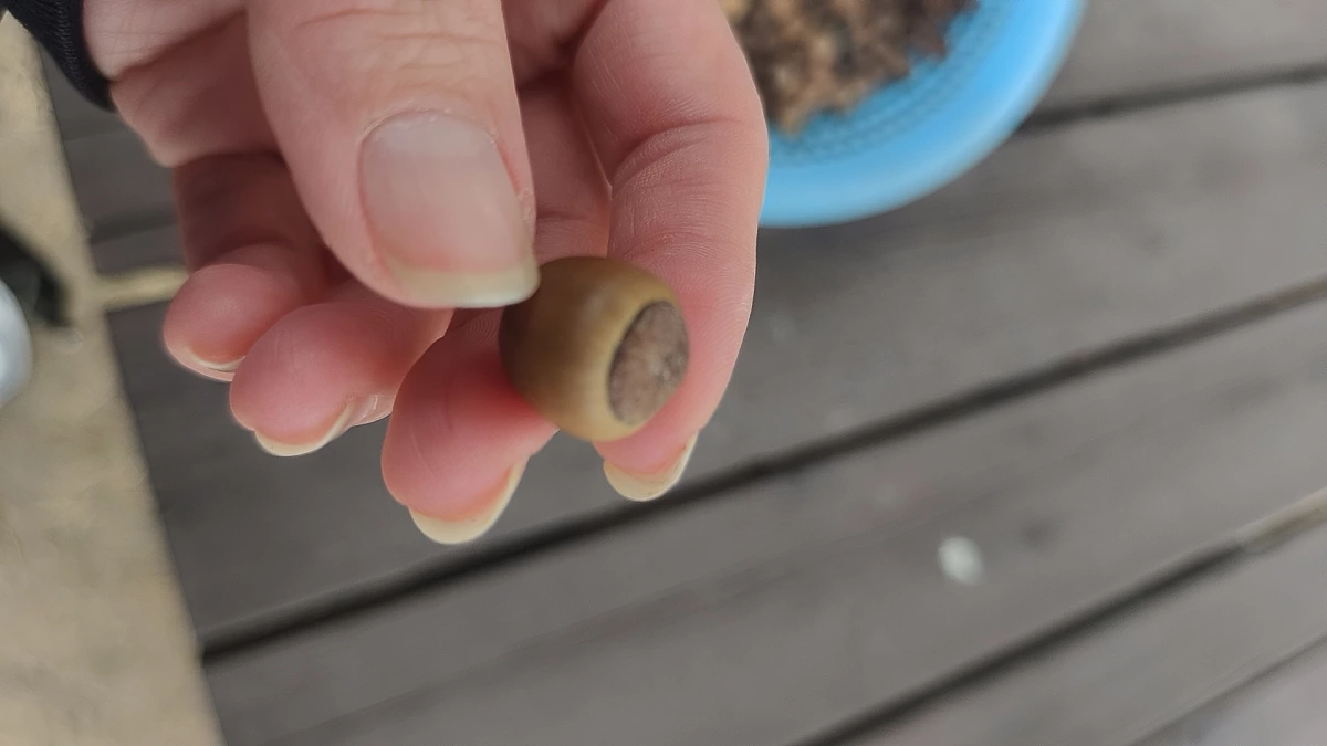 橡實 (Acorn)
