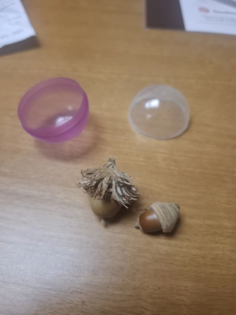 橡實（植物種子）