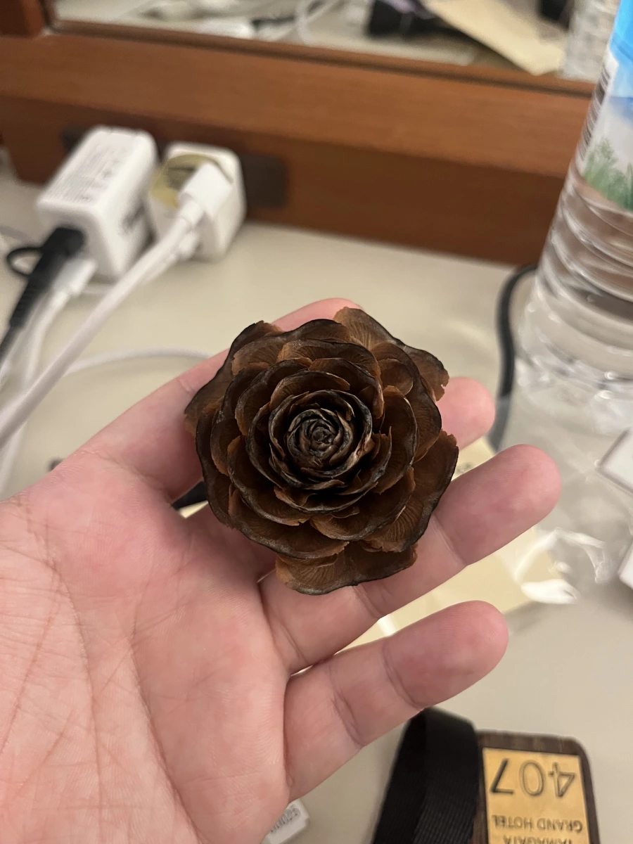 雪松毬果 (Cedar Rose)