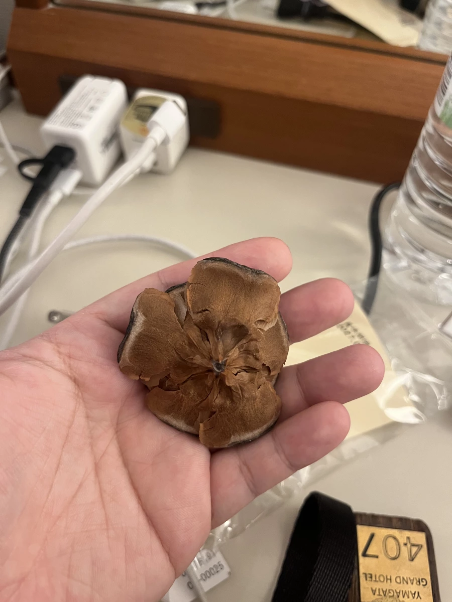 雪松毬果 (Cedar Rose)
