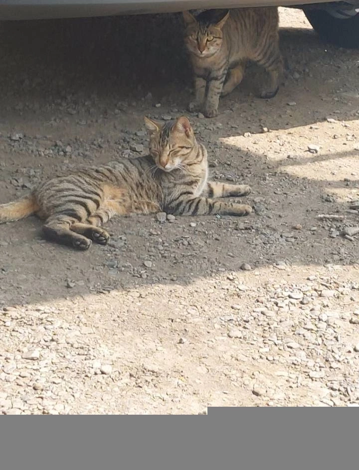 活體貓隻