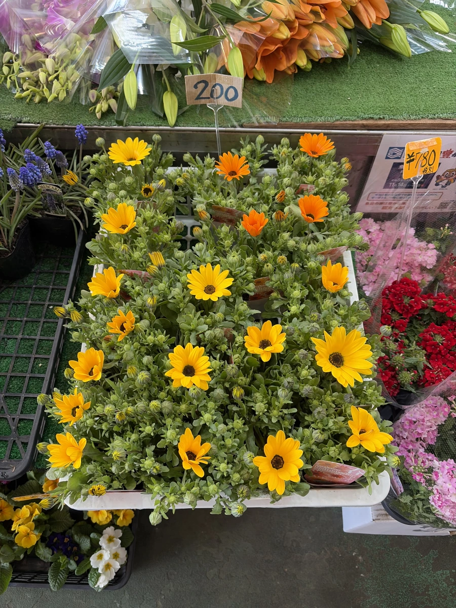 活體盆栽花卉與新鮮切花