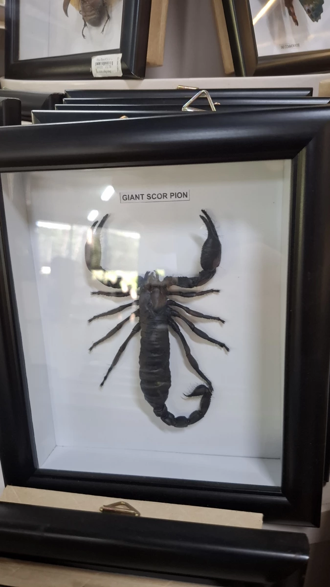 蠍子標本 (Giant Scorpion)