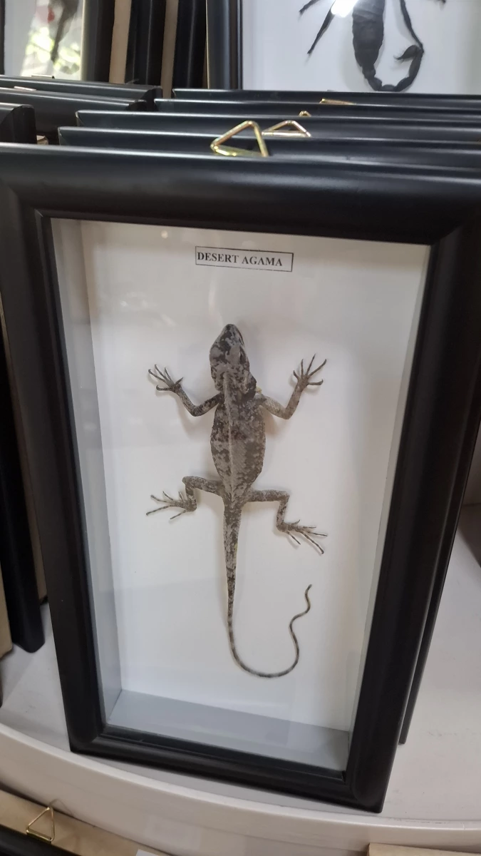 蜥蜴標本 (Desert Agama)