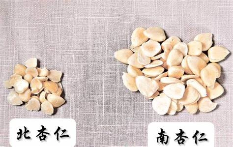 北杏仁、南杏仁