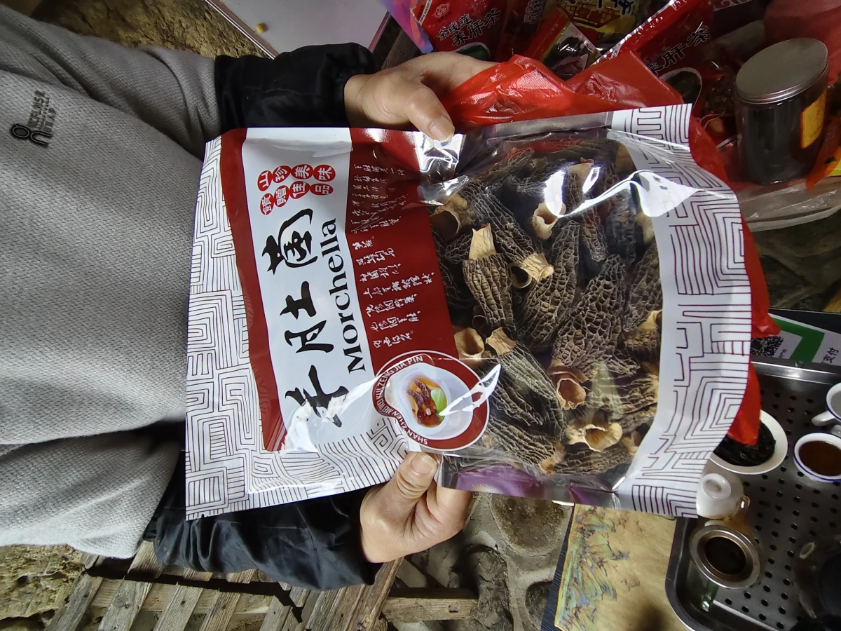 羊肚菌 (Morchella)