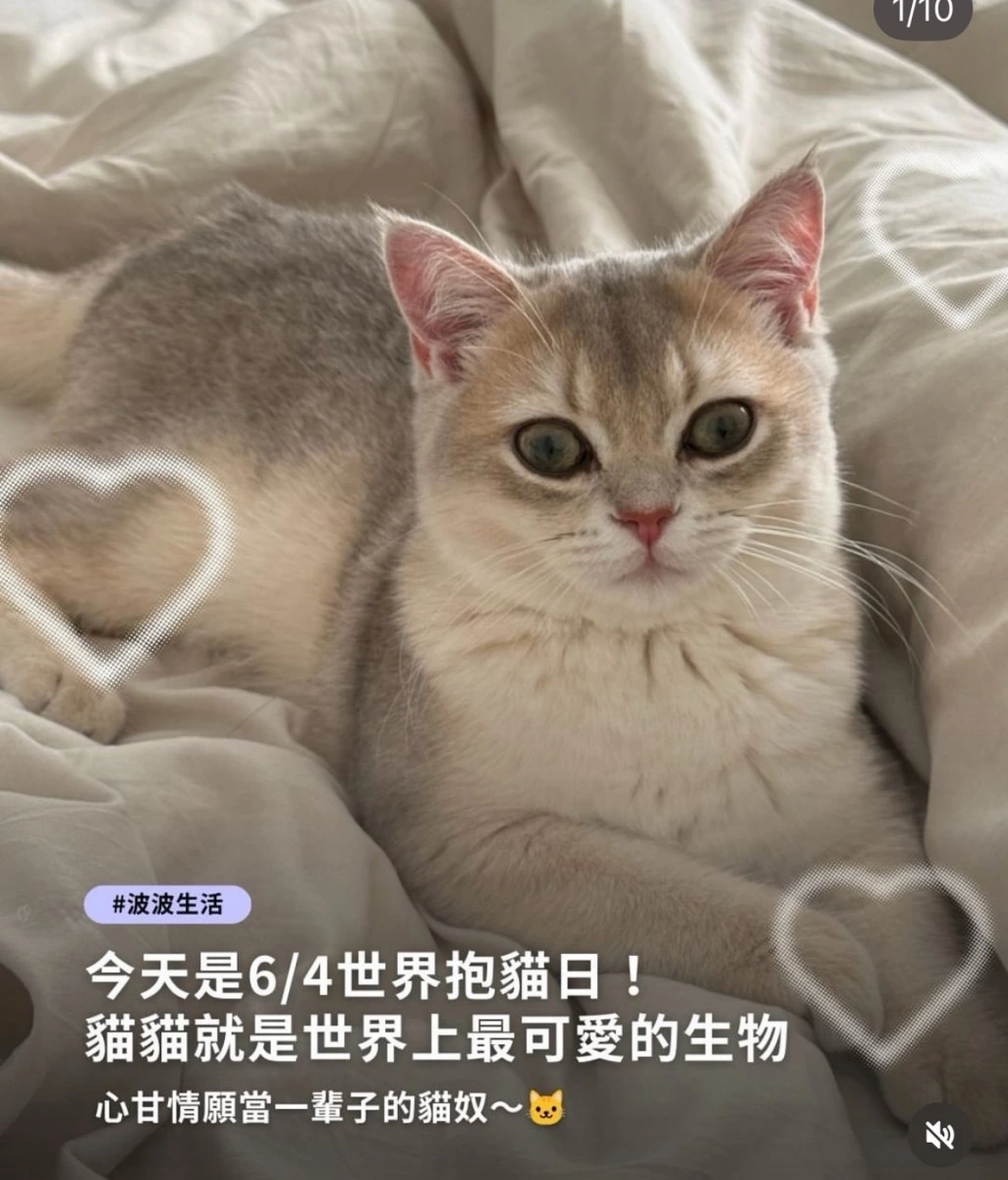 活體貓隻