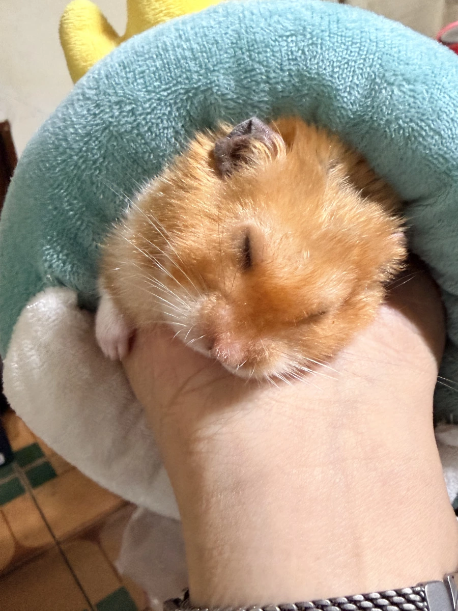 活體倉鼠