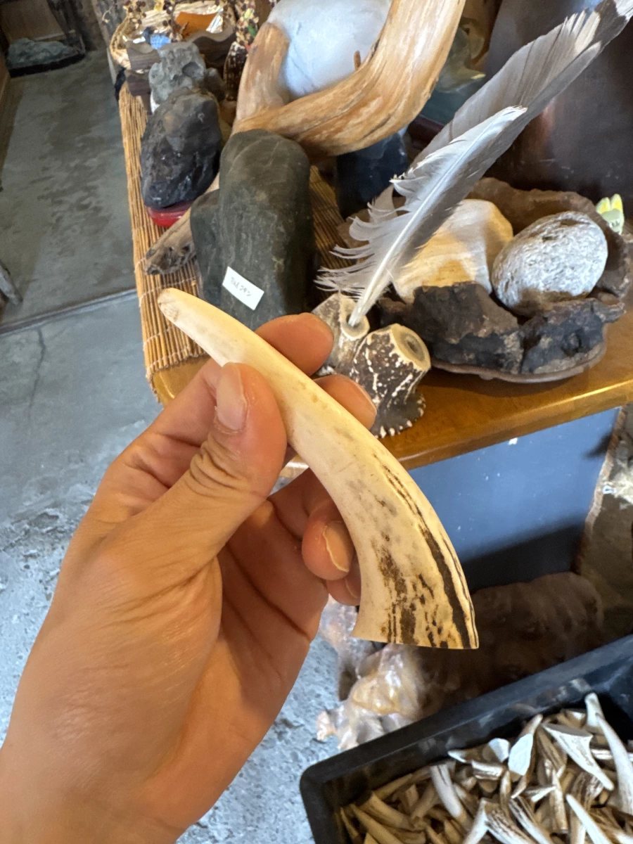 動物角/骨碎片、動物羽毛