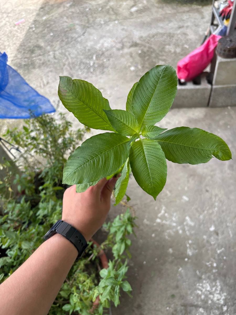 生鮮植物葉片（疑似卡痛/Kratom）