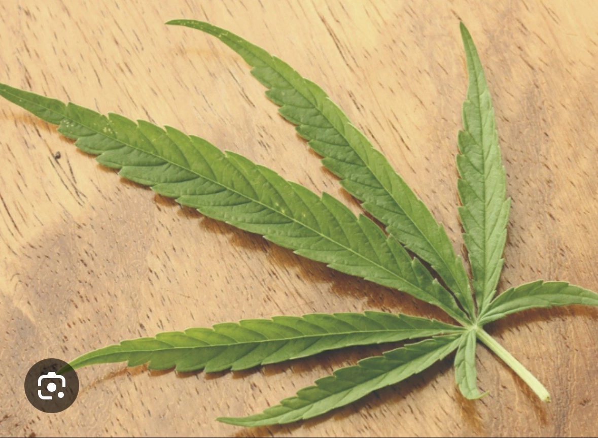 大麻葉