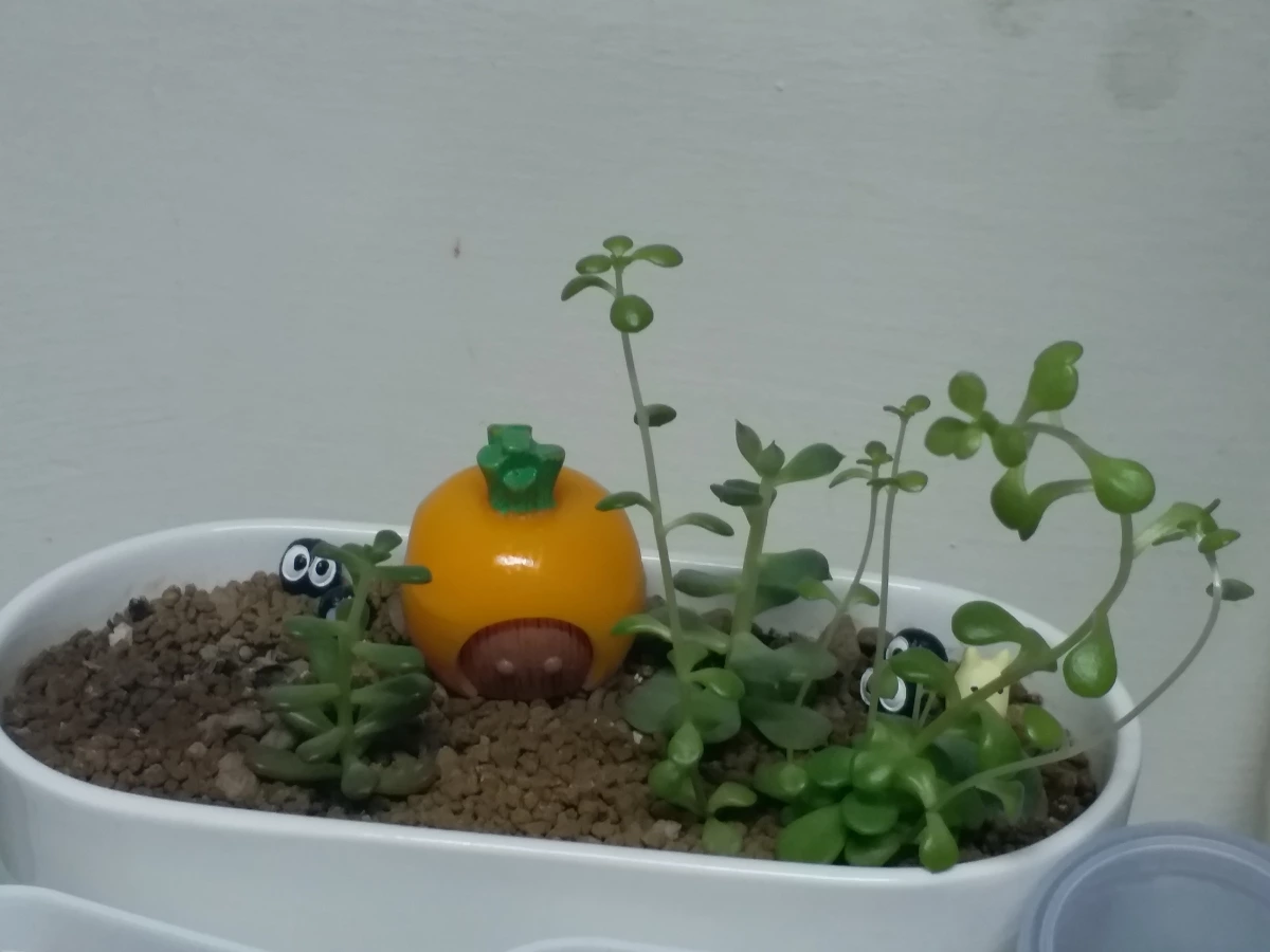 活體植物盆栽（含多肉植物與土壤）