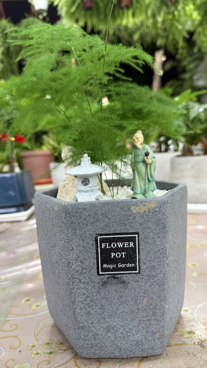 活體植物盆栽（文竹）