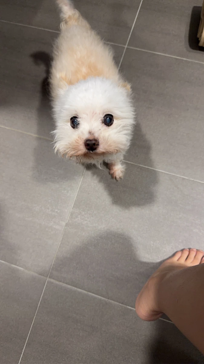 活體犬隻（寵物狗）