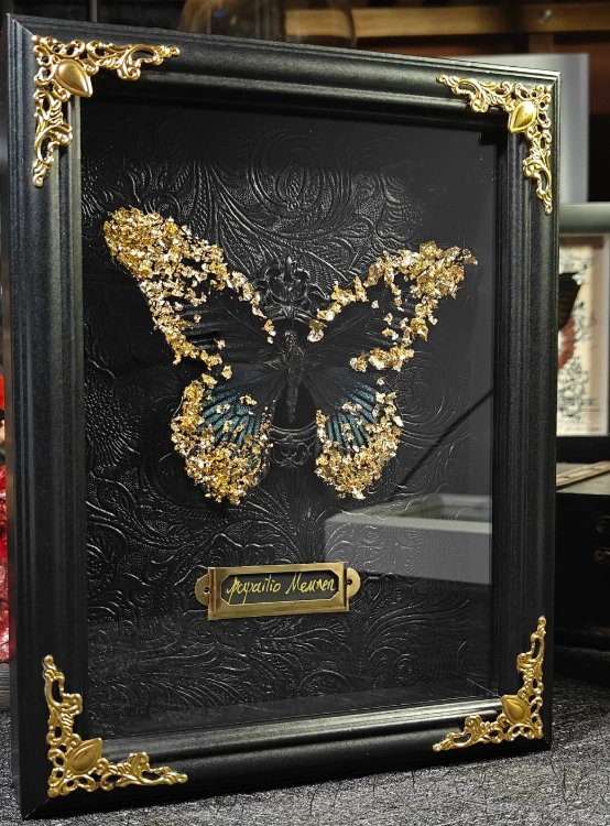 Papilio memnon 大鳳蝶金箔標本裝飾畫相框可以帶回台灣嗎？| 台灣入境