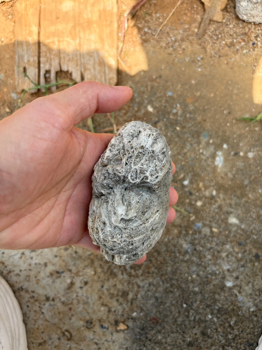 天然珊瑚骨骼