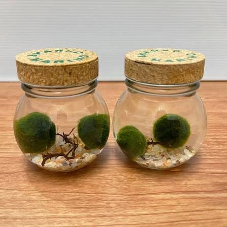 物品照片
