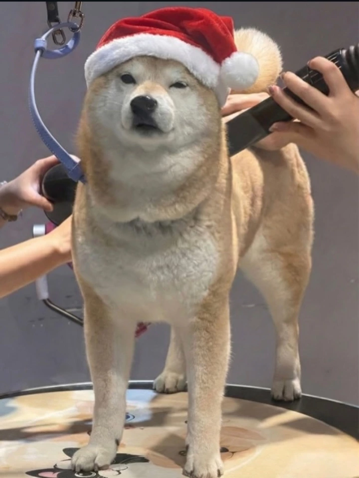 物品照片