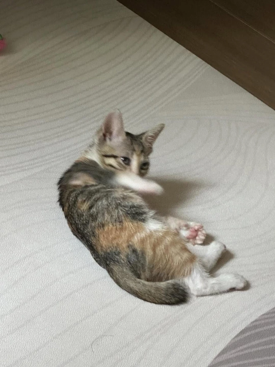 活體貓