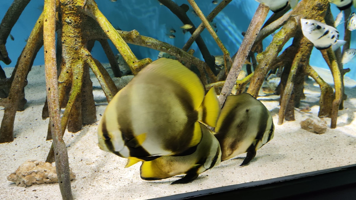 活魚（觀賞魚）