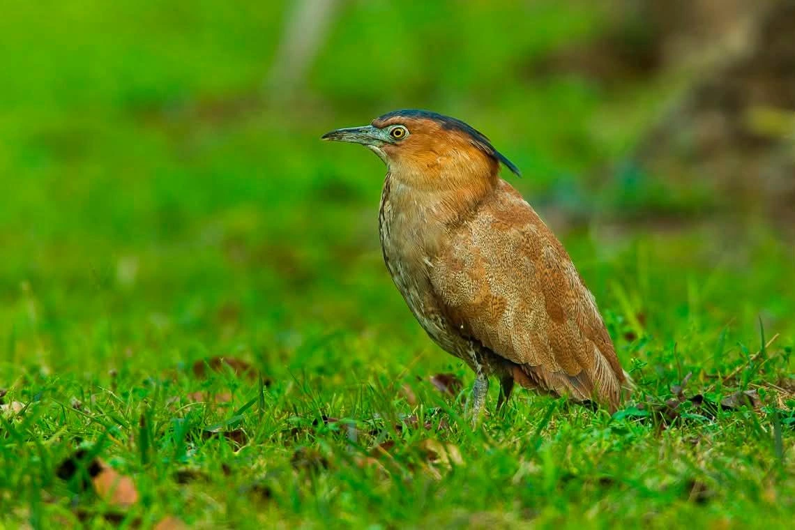 活體鳥類
