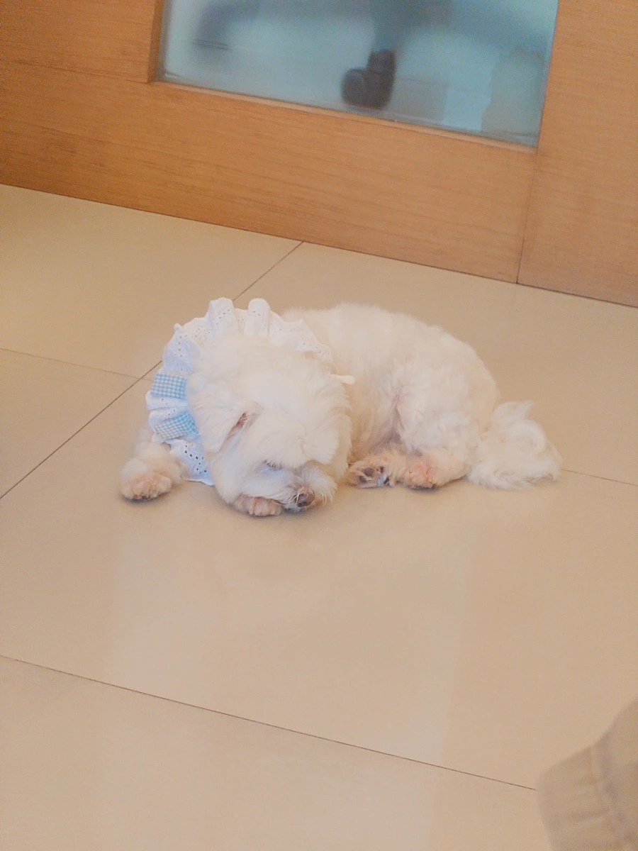 活體犬隻 (狗狗)