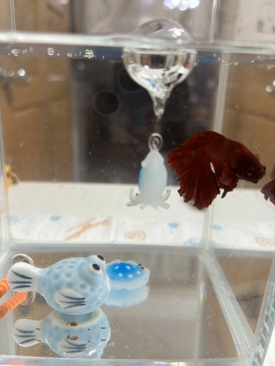 活體鬥魚、玻璃魚缸裝飾品