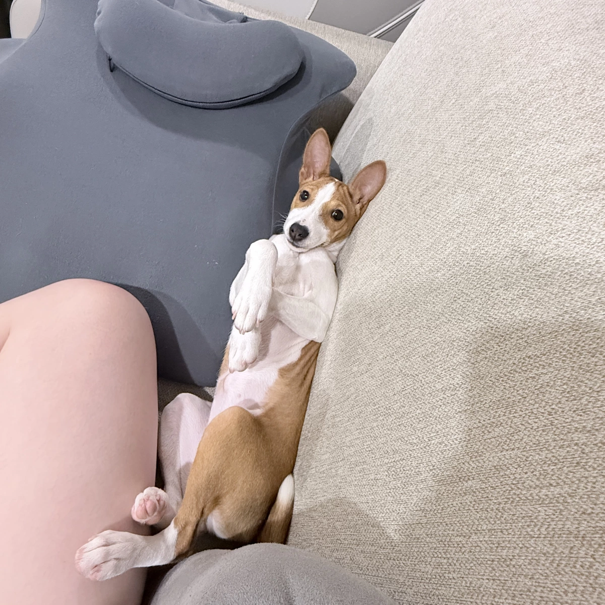 無法辨識的物品