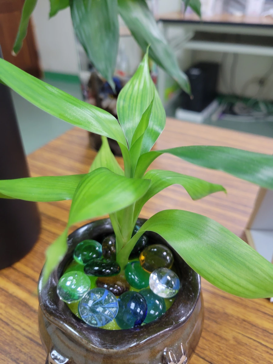 活體植物盆栽